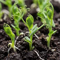 AnaGain™ Nu (Bio-Erbsensprossen)